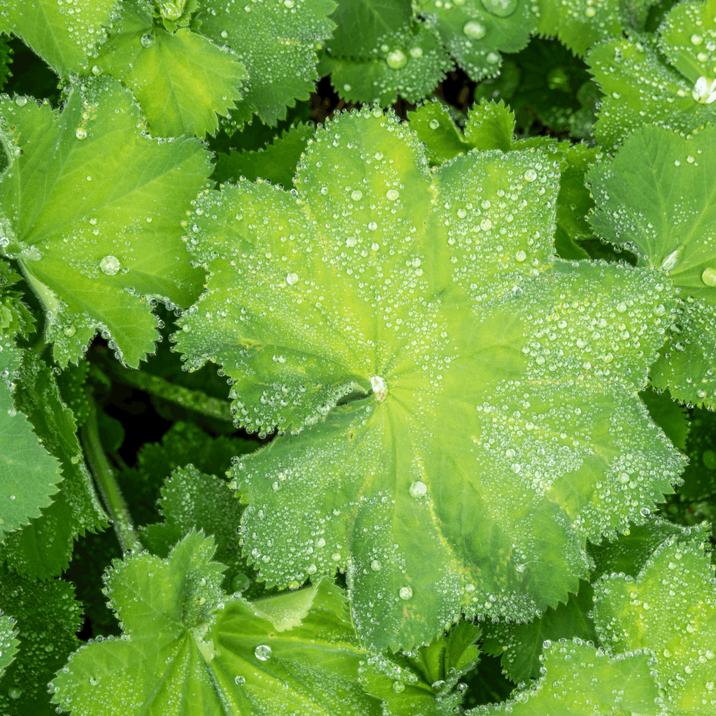 Vrouwenmantel plant