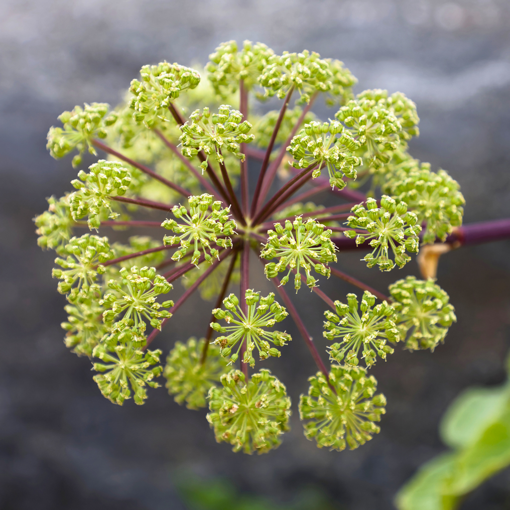 Foto_Engelwortel_plant