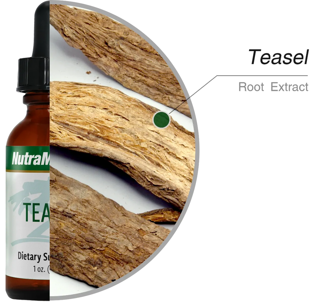 Teasel Kaardebol tinctuur Nutramedix - Green Vitality